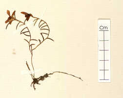 Glomera geelvinkensis: Glomera geelvinkensis J.J.Sm., detail of herbarium sheet, Janowski 396, isotype specimen (L)
