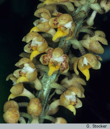 Robiquetia gracilistipes