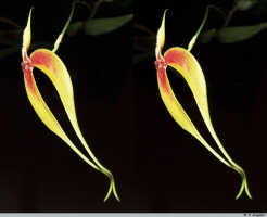 Bulbophyllum maxillare: Bulbophyllum maxillare (Lindl.) Rchb.f., flower, oblique lateral view, photo P. Jongejan, collection Royal Botanic Gardens, Kew, Leiden cult. 20220