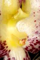 Bulbophyllum macranthum: Bulbophyllum macranthum Lindl., flower detail, centre of flower, oblique lateral  view, cult. and photo Jon Cara