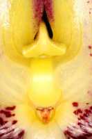 Bulbophyllum macranthum: Bulbophyllum macranthum Lindl., flower detail, centre of flower, front view, cult. and photo Jon Cara