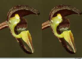 Bulbophyllum orbiculare: Bulbophyllum orbiculare J.J.Sm., flower detail, column and lip, lateral sepal and petal removed, lateral view, photo P. Jongejan, collection Royal Botanic Gardens, Kew, cult. P. Jongejan 1075