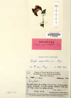 Corybas vespertilionis: Corybas vespertilionis P.Royen, herbarium sheet, Brass 12477, holotype specimen (L)