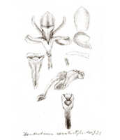 Dendrobium ceratostyloides: overview of Dendrobium ceratostyloides J.J.Sm.