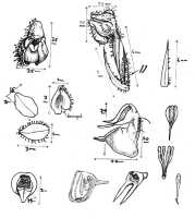 Hylophila gracilis: Hylophila gracilis Schltr., drawing P. O'Byrne