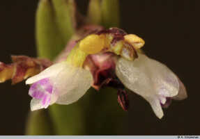 Podochilus scalpelliformis: Podochilus scalpelliformis Blume, flowers, photo A. Schuiteman, based on Leiden cult. 20031643