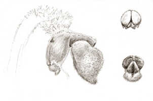 Bulbophyllum muricatum: Bulbophyllum muricatum J.J.Sm., column and lip, drawing J.J. Smith, from Lam 1496