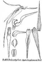 Bulbophyllum wechsbergii: Bulbophyllum rhynchoglossum Schltr., floral analysis, R. Schlechter in Repert. Spec. Nov. Regni Veg. Beih. 21 (1928) t. 233, fig. 885
