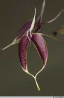 Bulbophyllum maxillare: Bulbophyllum maxillare (Lindl.) Rchb.f., flower, oblique front view, photo A. Schuiteman, Leiden cult. 31737b