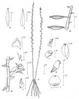 Taeniophyllum terrestre: Taeniophyllum terrestre (J.J.Sm.) Kocyan & Schuit. (as Microtatorchis terrestris J.J.Sm.), drawing P. van Royen in Alp. Fl. New Guinea 2 (1979) 792, fig. 273