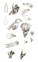 Taeniophyllum terrestre: Taeniophyllum terrestre (J.J.Sm.) Kocyan & Schuit. (as Microtatorchis terrestris J.J.Sm.), floral analysis, drawing J.J. Smith, based on Lam 1665