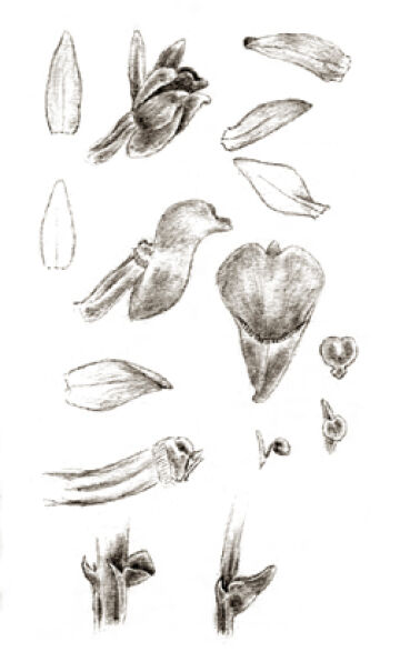 Taeniophyllum terrestre