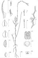 Octarrhena lorentzii: Octarrhena lorentzii J.J.Sm., drawing P. van Royen in Alp. Fl. New Guinea 2 (1979) 751, fig. 260