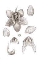 Crepidium undulatum: Crepidium undulatum (Schltr.) Szlach. (as Microstylis heliophoba J.J.Sm.), floral analysis, drawing J.J. Smith, based on Gjellerup 865