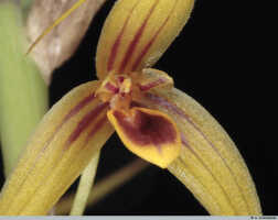 Bulbophyllum erythrosema: Bulbophyllum erythrosema J.J.Verm., flower detail, centre of flower, oblique front view, photo A. Schuiteman, Leiden cult. 20030338 (de Vogel & Vogel), from Papua New Guinea, Central Prov.