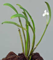 Dendrobium mulderi: Dendrobium mulderi Schuit. & de Vogel, plant habit, photo Ed de Vogel, Leiden cult. 20120721 (S. Lyon 380) from Papua New Guinea, Eastern Highlands Prov.