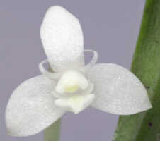 Dendrobium mulderi: Dendrobium mulderi Schuit. & de Vogel, flower, front view, photo Ed de Vogel, Leiden cult. 20120721 (S. Lyon 380) from Papua New Guinea, Eastern Highlands Prov.