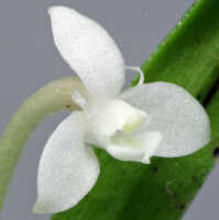 Dendrobium mulderi: Dendrobium mulderi Schuit. & de Vogel, flower, oblique lateral view, photo Ed de Vogel, Leiden cult. 20120721 (S. Lyon 380) from Papua New Guinea, Eastern Highlands Prov.