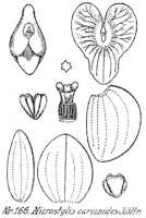 Crepidium caricoides: idium caricoides (Schltr.) Szlach. (as Microstylis caricoides Schltr.), drawing R. Schlechter in Repert. Spec. Nov. Regni Veg. Beih. 21 (1923) t. 48, fig. 166