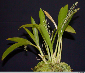 Liparis condylobulbon