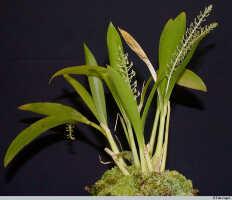 Liparis condylobulbon: Liparis condylobulbon Rchb.f., plant habit, photo E.F. de Vogel, Leiden cult. 20030654