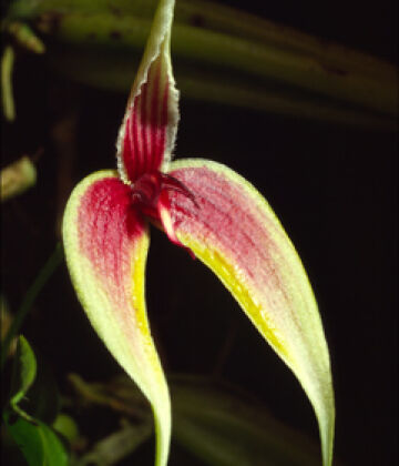 Bulbophyllum maxillare