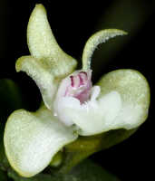 Dendrobium danipense: Dendrobium danipense Ormerod cf., flower, oblique  front view, photo and cult. Jeffrey Champion, plant from Tanah Papua, without locality 