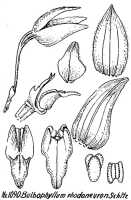 Bulbophyllum ischnopus: Bulbophyllum rhodoneuron Schltr., floral analysis, R. Schlechter in Repert. Spec. Nov. Regni Veg. Beih. 21 (1928) t. 285, fig. 1090