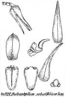 Bulbophyllum subulifolium: Bulbophyllum subulifolium Schltr., floral analysis, R. Schlechter in Repert. Spec. Nov. Regni Veg. Beih. 21 (1928) t. 294, fig. 1127