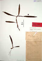 Mediocalcar versteegii: Mediocalcar versteegii J.J.Sm. subsp. versteegii (as Mediocalcar cluniforme J.J.Sm.), herbarium sheet, Janowsky 417 (holotype specimen BO)