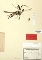 Mediocalcar uniflorum: Mediocalcar uniflorum Schltr., (as Mediocalcar sepikanum Schltr.), herbarium sheet, Ledermann 9894 (lectotype specimen L)