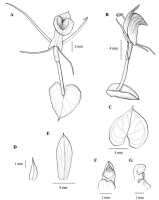 Corybas huonensis: Corybas huonense S.P.Lyon, drawing by Stephany Lyon in Malesian Orchid J. 18 (2016) 87, fig. 10