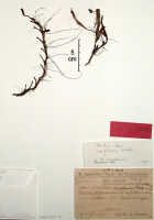 Mediocalcar uniflorum: Mediocalcar uniflorum Schltr., (as Mediocalcar uniflorum Schltr. var. orientale Schltr.), herbarium sheet, isolectotype specimen, Schlechter 19584 (isolectotype specimen BO)