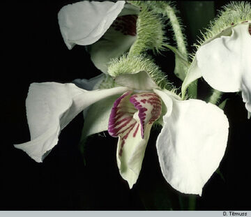 Dendrobium eximium