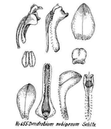 Dendrobium nubigenum