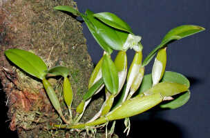 Dendrobium pemae: Dendrobium pemae Schltr., plant habit, photo Ed de Vogel, National Capital Botanic Garden Port Moresby, from Papua New Guinea, locality not known