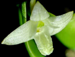 Dendrobium pemae: Dendrobium pemae Schltr., flower, front view from above, photo Ed de Vogel, National Capital Botanic Garden Port Moresby, from Papua New Guinea, locality not known