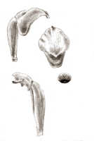 Glomera geelvinkensis: Glomera geelvinkensis J.J.Sm., drawing J.J. Smith, from Janowsky 396
