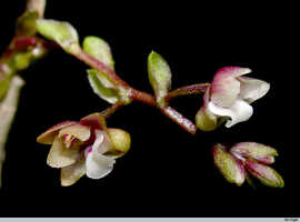 Appendicula pendula: Appendicula pendula Blume , inflorescence, photo E.F. de Vogel, from Leiden cult. 2003????