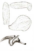 Dendrobium auricolor: Dendrobium auricolor J.J.Sm. (as Dendrobium auricolor J.J.Sm. var. cyclopense J.J.Sm.), drawing J.J. Smith, based on Gjellerup 518