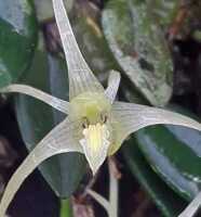 Dendrobium senggiense: Dendrobium senggiense de Vogel, flower, photo Daawia Suhartawan in De Vogel, van Vugt & Hoogendijk, Malesian Orchid Journal 22 (2018) 112, fig 34, from , from Keerom cult. 106