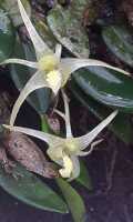 Dendrobium senggiense: Dendrobium senggiense de Vogel. photo Daawia Suhartawan in De Vogel, van Vugt & Hoogendijk, Malesian Orchid Journal 22 (2018) 112, fig 33, from Keerom cult. 106