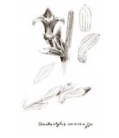 Ceratostylis macra: overview picture