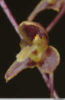 Bulbophyllum orbiculare: Bulbophyllum orbiculare J.J.Sm., flower, oblique lateral view, photo A. Schuiteman, Leiden cult. s.n.