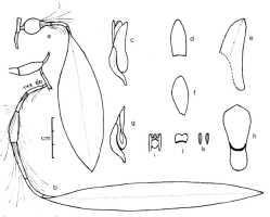 Dendrobium aurantiroseum: Dendrobium aurantiroseum P.Royen ex T.M.Reeve, drawing by T.M. Reeve in Orchadian 7 (1982) 132, fig. 2