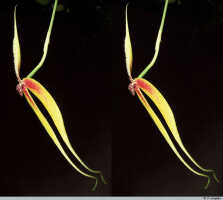 Bulbophyllum maxillare: Bulbophyllum maxillare (Lindl.) Rchb.f., flower, oblique lateral view, photo P. Jongejan, collection Royal Botanic Gardens, Kew, Leiden cult. 20220