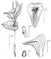 Corybas naviculisepalus: Corybas naviculisepalus P.Royen, draughtsperson not known, possibly Pieter van Royen, in Phanerog. Monogr. 16 (1983) 92, fig. 24