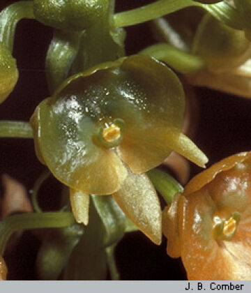 Crepidium carinatifolium