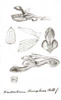 Dendrobium rumphiae: Dendrobium rumphiae Rchb.f., drawing J.J. Smith, based on Versteeg 1368