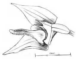 Bulbophyllum ischnopus: Bulbophyllum ischnopus Schltr., J.J. Vermeulen, drawing,  flower analysis, based on Schlechter 14343 (holo B, lost; iso BO, BR, K, P)